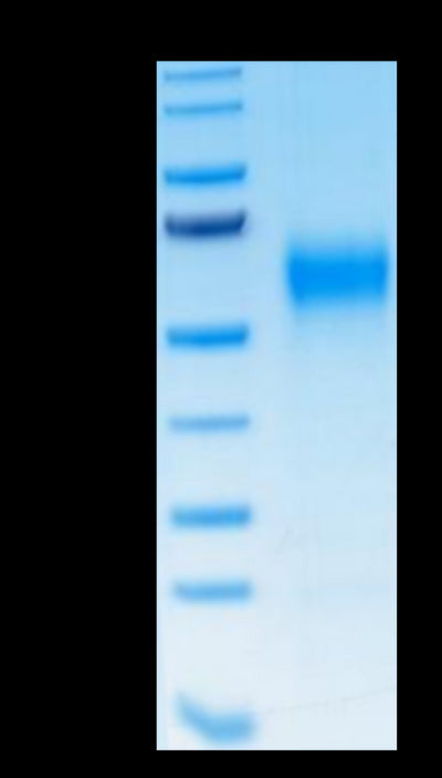 Human IL-1R3 on Tris-Bis PAGE under reduced condition. The purity is greater than 95%.Recombinant Human IL-1R3/IL-1 RAcP Protein, Active