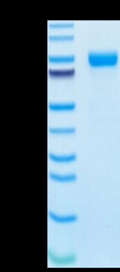 Human IL-1R3 on Tris-Bis PAGE under reduced condition. The purity is greater than 95%.Recombinant Human IL-1R3/IL-1 RAcP Protein, Active