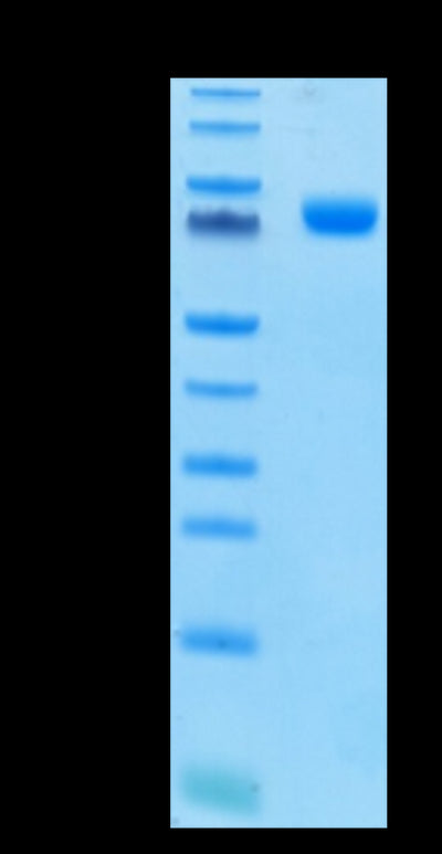 Human Siglec-3 on Tris-Bis PAGE under reduced conditions. The purity is greater than 95%.Recombinant Human Siglec-3/CD33 Protein, Active