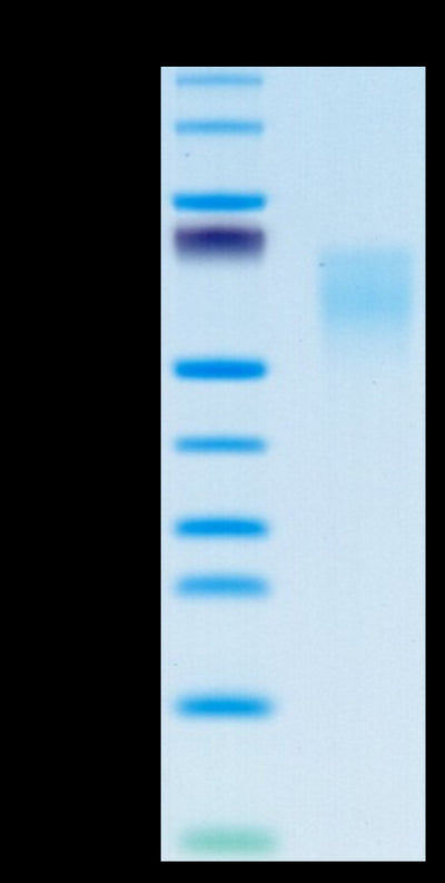 Human B7-2 on Tris-Bis PAGE under reduced condition. The purity is greater than 95%.Recombinant Human B7-2/CD86 Protein, Active