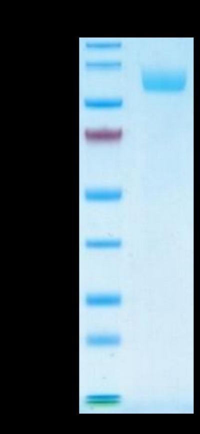 Human Siglec-5 on Tris-Bis PAGE under reduced conditions. The purity is greater than 95%.Recombinant Human Siglec-5/CD170 Protein
