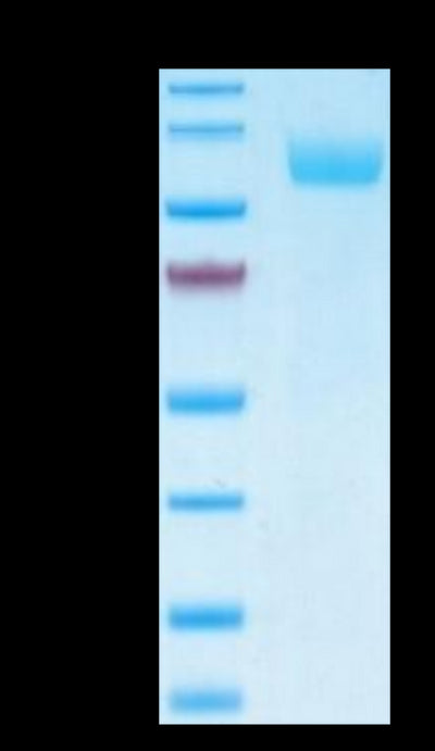 Biotinylated Human Siglec-5 on Tris-Bis PAGE under reduced conditions. The purity is greater than 95%.Biotinylated Human Siglec-5/CD170 Protein (Primary Amine Labeling)