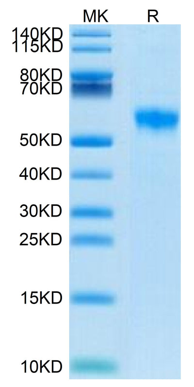 Biotinylated Human Siglec-8 on Tris-Bis PAGE under reduced conditions. The purity is greater than 95%.Biotinylated Human Siglec-8 Protein