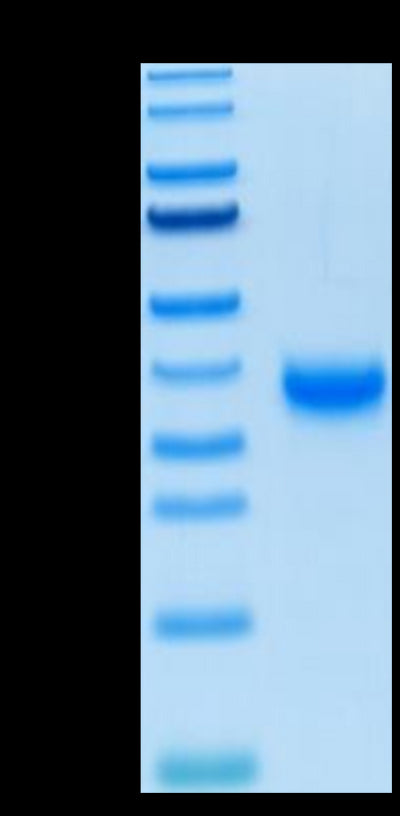 Biotinylated SARS-COV-2 Spike RBD on Tris-Bis PAGE under reduced condition. The purity is greater than 95%.Biotinylated SARS-COV-2 Spike RBD Protein, Active