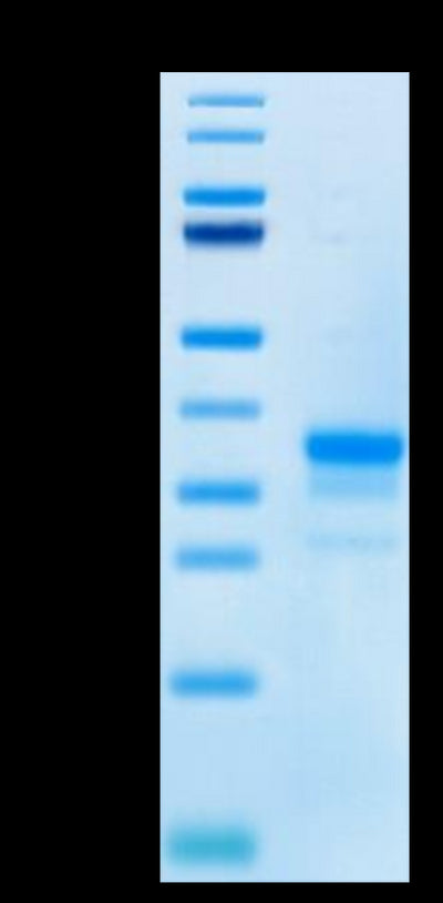 Cynomolgus CD40 on Tris-Bis PAGE under reduced condition. The purity is greater than 95%.Recombinant Cynomolgus CD40/TNFRSF5 Protein, Active