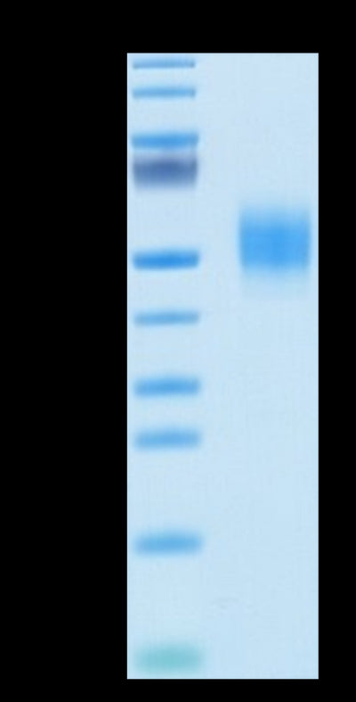 Biotinylated Human GFRAL on Tris-Bis PAGE under reduced conditions. The purity is greater than 95%.Biotinylated Human GFRAL/GFR alpha-like Protein, Active