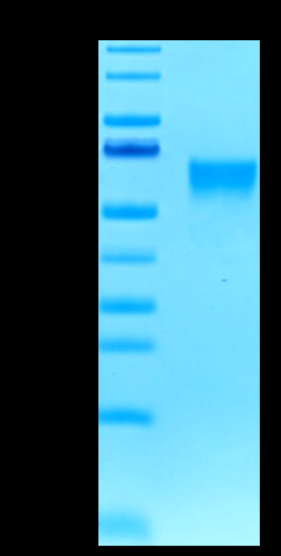 Biotinylated Human B7-H4 on Tris-Bis PAGE under reduced condition. The purity is greater than 95%.