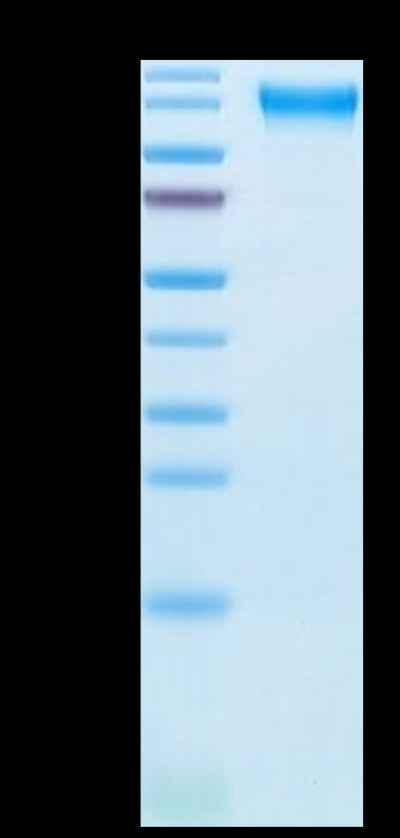 Cynomolgus Semaphorin 4D on Tris-Bis PAGE under reduced condition. The purity is greater than 95%.Recombinant Cynomolgus Semaphorin 4D/SEMA4D/CD100 Protein, Active