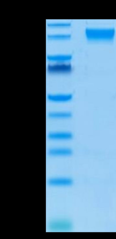 Biotinylated Human Semaphorin 4D on Tris-Bis PAGE under reduced condition. The purity is greater than 95%.Biotinylated Human Semaphorin 4D/SEMA4D/CD100 Protein, Active