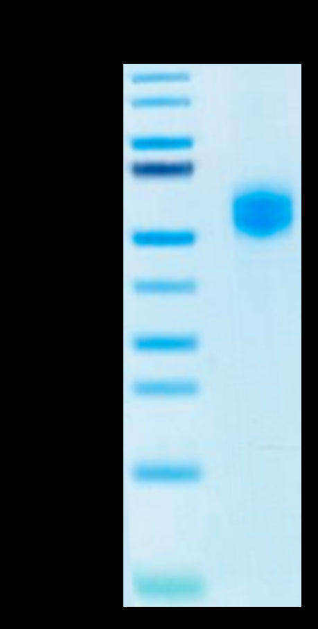 Human SIRP alpha V2 on Tris-Bis PAGE under reduced condition. The purity is greater than 95%.Recombinant Human SIRP alpha V2/CD172a Protein, Active