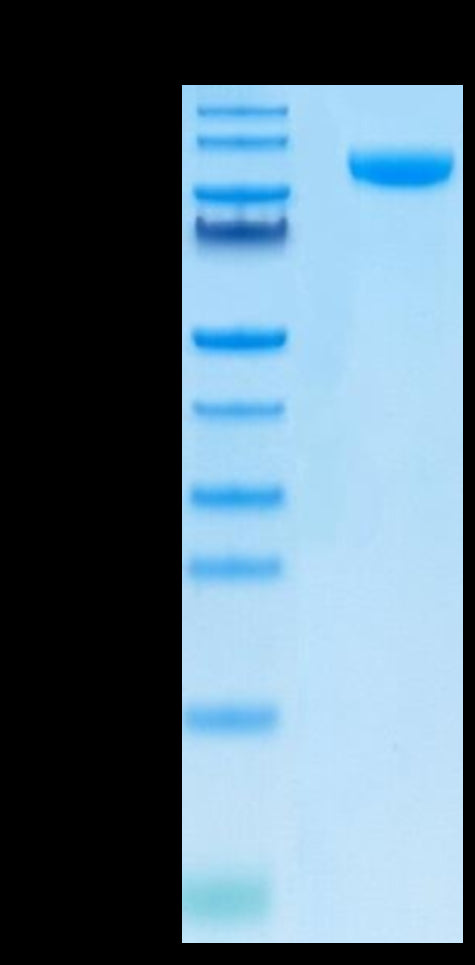 Human B7-H3 (4Ig) on Tris-Bis PAGE under reduced condition. The purity is greater than 95%.Recombinant Human B7-H3 (4Ig) /B7-H3b Protein, Active