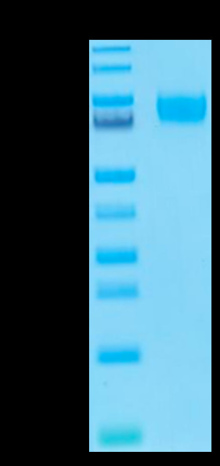 Biotinylated Human B7-H3 (4Ig) on Tris-Bis PAGE under reduced condition. The purity is greater than 95%.Biotinylated Human B7-H3 (4Ig) /B7-H3b Protein, Active