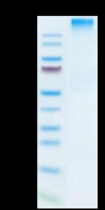 Human HLA-A*02:01&B2M&GP100 (YLEPGPVTA) Tetramer on Tris-Bis PAGE under Non reducing (N) condition. The purity is greater than 95%.Recombinant Human HLA-A*02:01&B2M&GP100 (YLEPGPVTA) Tetramer Protein, Active