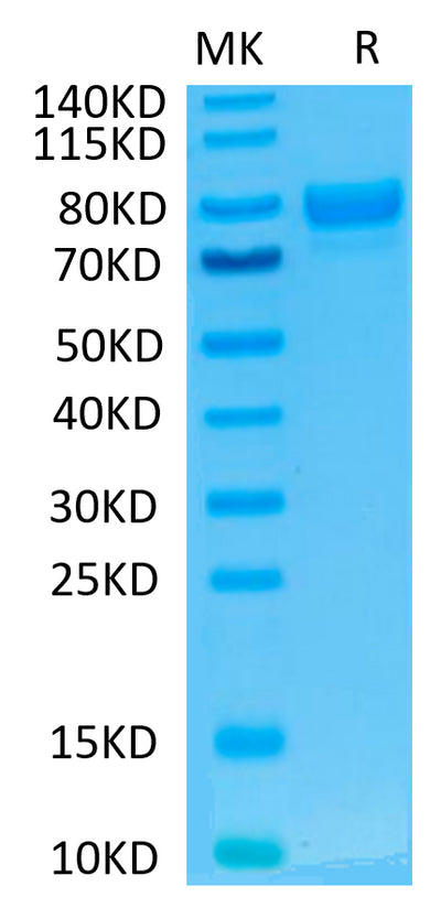 Human SIRP alpha V2 on Tris-Bis PAGE under reduced condition. The purity is greater than 95%..Recombinant Human SIRP alpha V2/CD172a Protein, Active