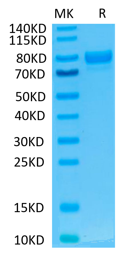 Human SIRP alpha V2 on Tris-Bis PAGE under reduced condition. The purity is greater than 95%..Recombinant Human SIRP alpha V2/CD172a Protein, Active