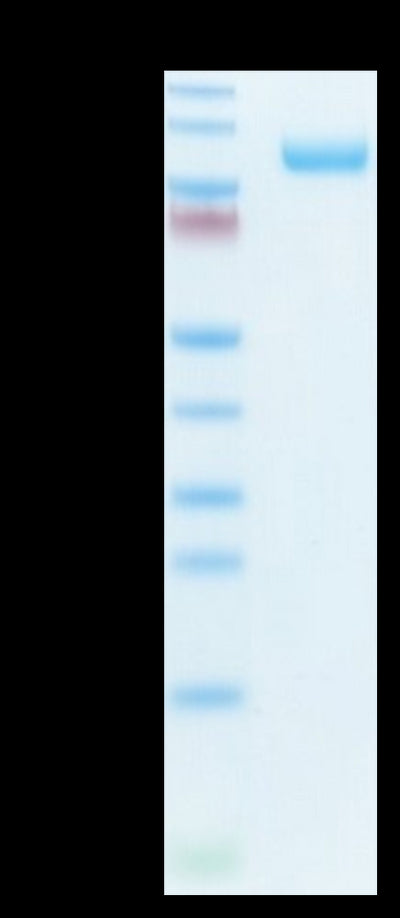 Biotinylated Mouse CDCP1 on Tris-Bis PAGE under reduced condition. The purity is greater than 95%.Biotinylated Mouse CDCP1 Protein, Active