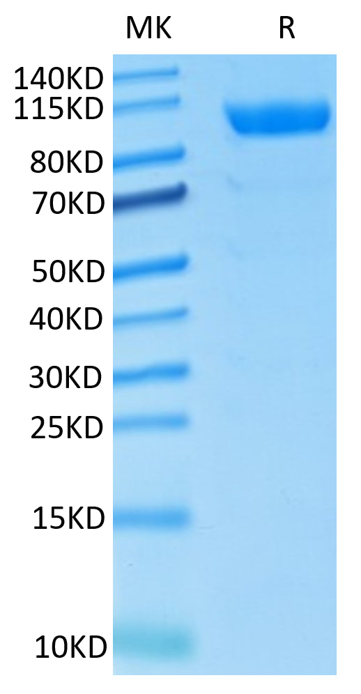 Rhesus macaque CDCP1 on Tris-Bis PAGE under reduced condition. The purity is greater than 95%..Recombinant Rhesus macaque CDCP1 Protein, Active