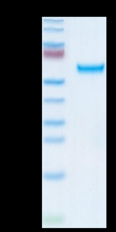 Chimeric HLA-A*02:01 (mα3) &B2M&LMP2 (CLGGLLTMV) Monomer on Tris-Bis PAGE under reduced and non-reduced condition. The purity is greater than 95%.Recombinant Chimeric HLA-A*02:01 (mα3) &B2M&LMP2 (CLGGLLTMV) Monomer Protein, Active