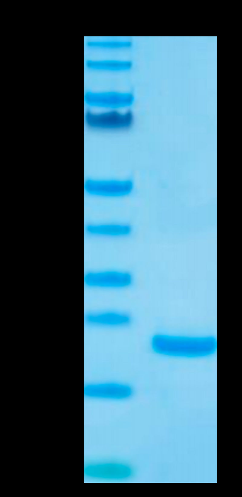 Biotinylated Human IL-10 on Tris-Bis PAGE under reduced condition. The purity is greater than 95%.Biotinylated Human IL-10 Protein, Active