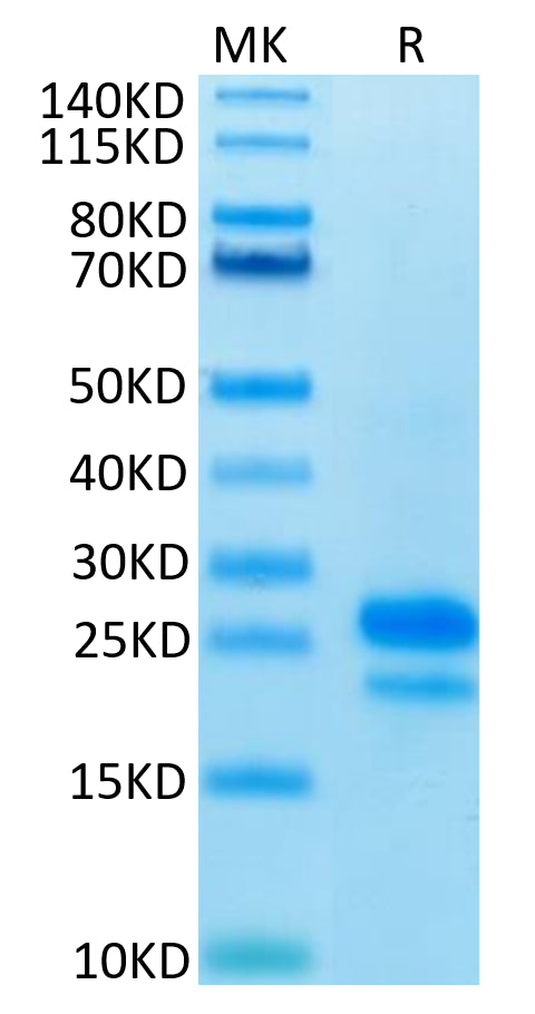 Human VEGF165 on Tris-Bis PAGE under reduced condition. The purity is greater than 95%.