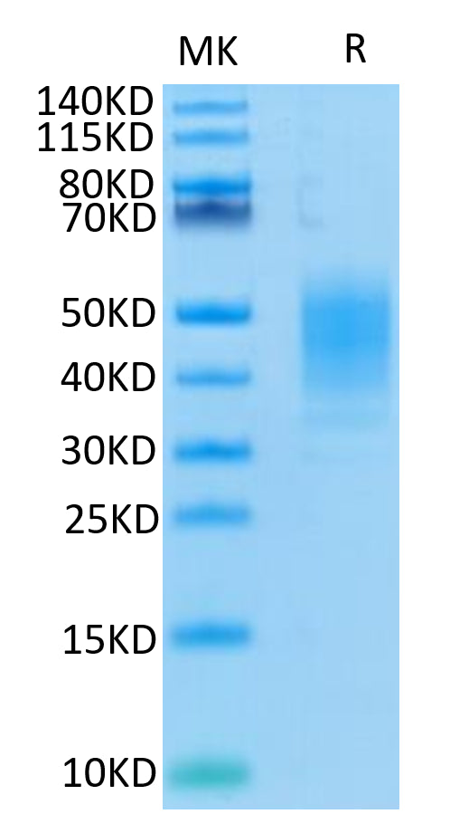 Human CLEC12A on Tris-Bis PAGE under reduced condition. The purity is greater than 95%.Recombinant Human CLEC12A/MICL/CLL-1 Protein, Active