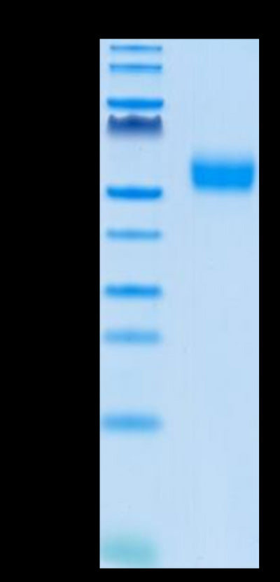 Biotinylated Human SIRP alpha V4 on Tris-Bis PAGE under reduced condition. The purity is greater than 95%.Biotinylated Human SIRP alpha V4 Protein, Active