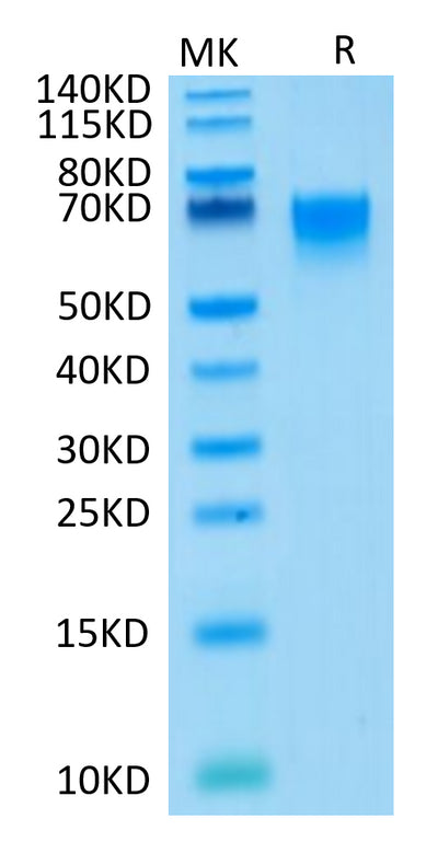Human CD27/TNFRSF7 on Tris-Bis PAGE under reduced condition. The purity is greater than 95%.Recombinant Human CD27/TNFRSF7 Protein, Active