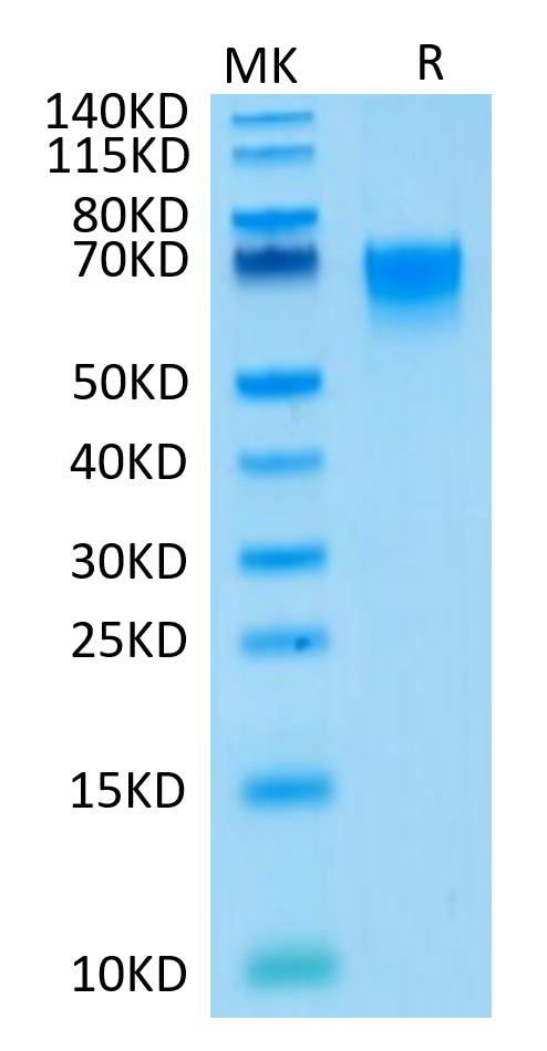 Human CD27/TNFRSF7 on Tris-Bis PAGE under reduced condition. The purity is greater than 95%.Recombinant Human CD27/TNFRSF7 Protein, Active
