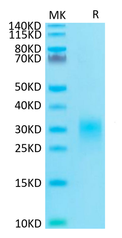 Human Fas Ligand on Tris-Bis PAGE under reduced condition. The purity is greater than 95%.Recombinant Human Fas Ligand/TNFSF6 Protein, Active
