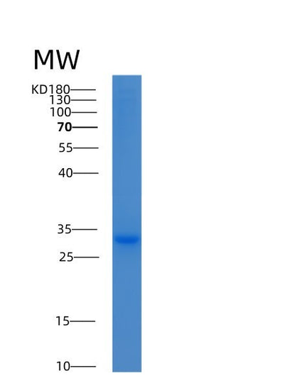 SDS-PAGE analysis of Human YWHAH (14-3-3 Protein Eta) - Recombinant Protein, CAT# BLT-00004P, showing >95% purity under 15% SDS-PAGE (Reduced)Human YWHAH (14-3-3 Protein Eta) - Recombinant Protein