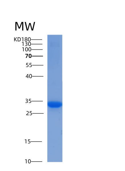 SDS-PAGE analysis of Human YWHAE (14-3-3 Protein Epsilon) - Recombinant Protein, CAT# BLT-00007P, showing >95% purity under 15% SDS-PAGE (Reduced)Human YWHAE (14-3-3 Protein Epsilon) - Recombinant Protein