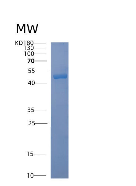 SDS-PAGE analysis of Human ACAD8 (Isobutyryl-Coa Dehydrogenase, Mitochondrial) - Recombinant Protein, CATHuman ACAD8 (Isobutyryl-Coa Dehydrogenase, Mitochondrial) - Recombinant Protein