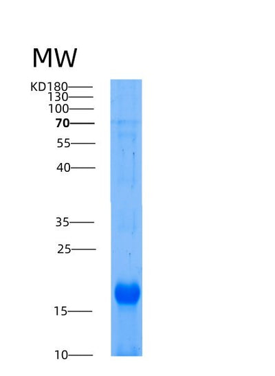 SDS-PAGE analysis of Human AIF1 (Allograft Inflammatory Factor 1) - Recombinant Protein, CAT# BLT-00091P, showing >85% purity under 15% SDS-PAGE (Reduced)Human AIF1 (Allograft Inflammatory Factor 1) - Recombinant Protein