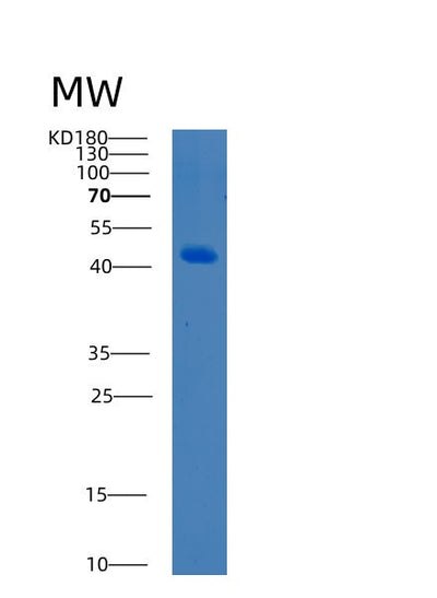 SDS-PAGE analysis of Human BCAT2 (Branched-Chain-Amino-Acid Aminotransferase, Mitochondrial) - Recombinant Protein, CAT# BLT-00294P, showing >95% purity under 15% SDS-PAGE (Reduced)Human BCAT2 (Branched-Chain-Amino-Acid Aminotransferase, Mitochondrial) - Recombinant Protein