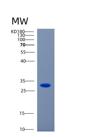 SDS-PAGE analysis of Human CA1 (Carbonic Anhydrase 1) - Recombinant Protein, CAT# BLT-00410P, showing >85% purity under 15% SDS-PAGE (Reduced)Human CA1 (Carbonic Anhydrase 1) - Recombinant Protein