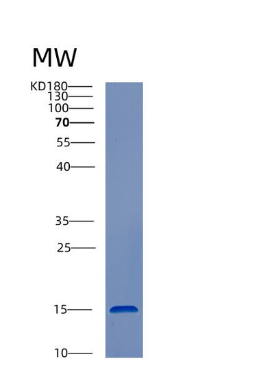 SDS-PAGE analysis of Human CST3 (Cystatin-C) - Recombinant Protein, CAT# BLT-00727P, showing >95% purity under 15% SDS-PAGE (Reduced)Human CST3 (Cystatin-C) - Recombinant Protein