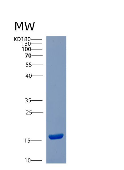 SDS-PAGE analysis of Human CST6 (Cystatin-M) - Recombinant Protein, CAT# BLT-00730P, showing >95% purity under 15% SDS-PAGE (Reduced)Human CST6 (Cystatin-M) - Recombinant Protein