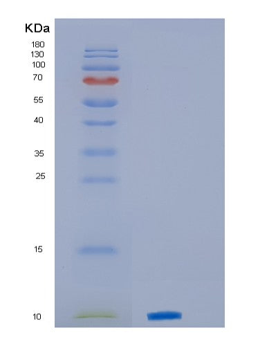 SDS-PAGE analysis of Human PF4 (Platelet Factor 4) - Recombinant Protein, CATHuman PF4 (Platelet Factor 4) - Recombinant Protein