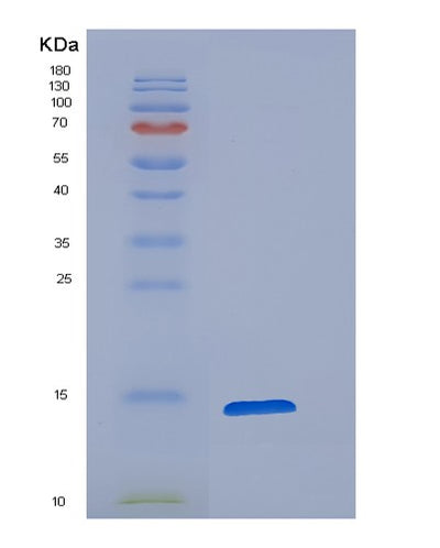 SDS-PAGE analysis of Mouse Cst3 (Cystatin-C) - Recombinant Protein, CAT# BLT-00795P, showing >90% purity under 15% SDS-PAGE (Reduced)Mouse Cst3 (Cystatin-C) - Recombinant Protein