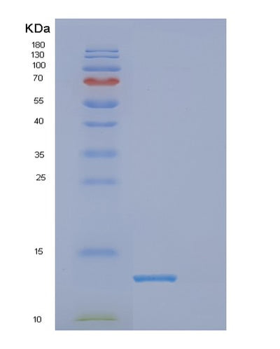 SDS-PAGE analysis of Human DPY30 (Protein Dpy-30 Homolog) - Recombinant Protein, CAT# BLT-00887P, showing >95% purity under 15% SDS-PAGE (Reduced)Human DPY30 (Protein Dpy-30 Homolog) - Recombinant Protein