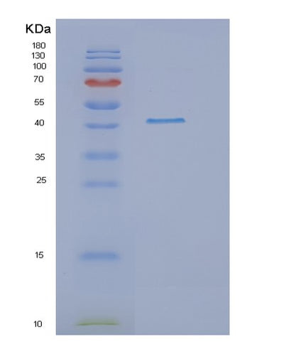 SDS-PAGE analysis of Human DRG1 (Developmentally-Regulated Gtp-Binding Protein 1) - Recombinant Protein, CAT# BLT-00889P, showing >85% purity under 15% SDS-PAGE (Reduced)Human DRG1 (Developmentally-Regulated Gtp-Binding Protein 1) - Recombinant Protein