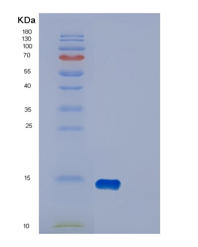 SDS-PAGE analysis of Human DYNLT1 (Dynein Light Chain Tctex-Type 1) - Recombinant Protein, CATHuman DYNLT1 (Dynein Light Chain Tctex-Type 1) - Recombinant Protein