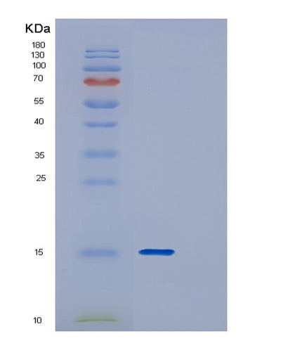 SDS-PAGE analysis of Human DYNLT3 (Dynein Light Chain Tctex-Type 3) - Recombinant Protein, CAT# BLT-00914P, showing >85% purity under 15% SDS-PAGE (Reduced)Human DYNLT3 (Dynein Light Chain Tctex-Type 3) - Recombinant Protein
