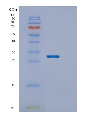 SDS-PAGE analysis of Human ECHS1 (Enoyl-Coa Hydratase, Mitochondrial) - Recombinant Protein, CATHuman ECHS1 (Enoyl-Coa Hydratase, Mitochondrial) - Recombinant Protein