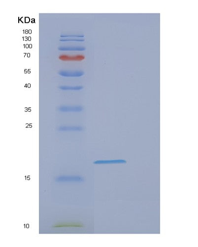 SDS-PAGE analysis of Human EIF1AX (Eukaryotic Translation Initiation Factor 1A, X-Chromosomal) - Recombinant Protein, CATHuman EIF1AX (Eukaryotic Translation Initiation Factor 1A, X-Chromosomal) - Recombinant Protein