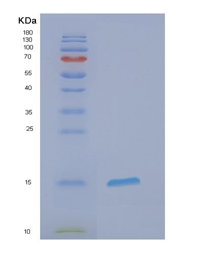 SDS-PAGE analysis of Human EIF1B (Eukaryotic Translation Initiation Factor 1B) - Recombinant Protein, CATHuman EIF1B (Eukaryotic Translation Initiation Factor 1B) - Recombinant Protein