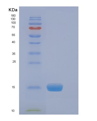 SDS-PAGE analysis of Human EIF4EBP2 (Eukaryotic Translation Initiation Factor 4E-Binding Protein 2) - Recombinant Protein, CATHuman EIF4EBP2 (Eukaryotic Translation Initiation Factor 4E-Binding Protein 2) - Recombinant Protein