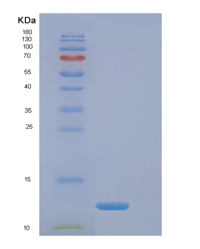 SDS-PAGE analysis of Human EIF4EBP3 (Eukaryotic Translation Initiation Factor 4E-Binding Protein 3) - Recombinant Protein, CATHuman EIF4EBP3 (Eukaryotic Translation Initiation Factor 4E-Binding Protein 3) - Recombinant Protein