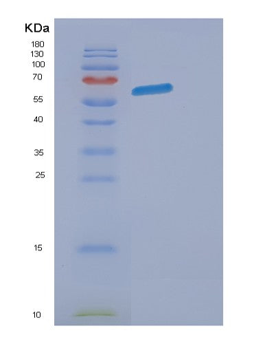 SDS-PAGE analysis of Mouse Eogt (Egf Domain-Specific O-Linked N-Acetylglucosamine Transferase) - Recombinant Protein, CATMouse Eogt (Egf Domain-Specific O-Linked N-Acetylglucosamine Transferase) - Recombinant Protein