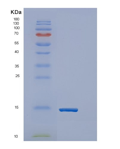 SDS-PAGE analysis of Human ERH (Enhancer Of Rudimentary Homolog) - Recombinant Protein, CATHuman ERH (Enhancer Of Rudimentary Homolog) - Recombinant Protein